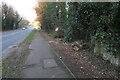 Truncated trees by the Wellingborough Road