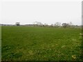 Field, Carr Bank