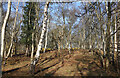 TM4358 : Silver Birch Woodland by Des Blenkinsopp