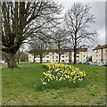 Davy Road daffodils