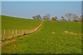 Bathealton : Grassy Field