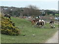 SH8076 : Welsh mountain ponies at RSPB Conwy by Christine Johnstone