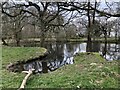 SJ5458 : Pond beside Willis's Wood by David Robinson