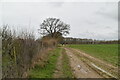 Field boundary footpath