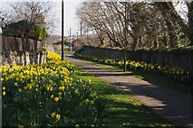 NT6878 : Daffodils near Dunbar Parish Church by Jennifer Petrie