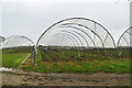 Polytunnels