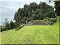 Weeping beech, Homeyards Botanical Gardens, Shaldon