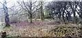 Woodland in Wetheriggs Country Park