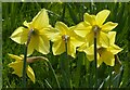 Back-lit daffodils