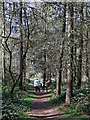 Footpath in Dudmaston Comer Woods, Shropshire