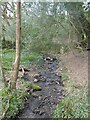 Stream in the woodland, Lanhydrock estate