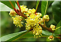 SX9065 : Bay tree flowers, Chapel Hill Pleasure Grounds by Derek Harper