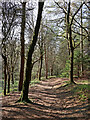 Waymarked track in Dudmaston Comer Woods, Shropshire