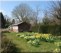 Daffodils and a Shed