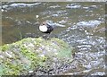 Dipper on the river