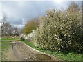 Footpath and blackthorn, Bestwood Country Park