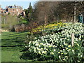 NT2470 : Daffodils, Braidburn Valley Park by M J Richardson