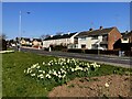 H4672 : Daffodil display along Hospital Road, Omagh by Kenneth  Allen