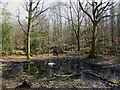 Old Clay Pits, Ashdown Forest