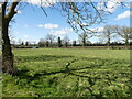 Grass field near Driveway to Nixon