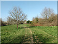 Path, Ifield Brook Meadows