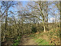 Path in The Warren, Bestwood Country Park