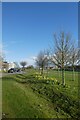 Daffodils on Heslington East