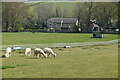 Alpacas, Marden Park Farm