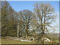 Farmland and woodland around Bushy Flatt Farm