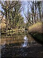 River Browney near Relly Mill Viaduct