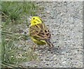 Yellowhammer