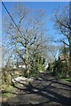 Trees along Brownmoor Lane