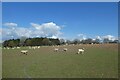 Sheep near Cottage Farm