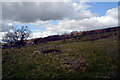 Field by West Lane, Baildon