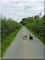 Eastwards along the lane out of Preston