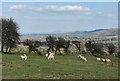 SO4697 : Sheep at Gogbatch by Mat Fascione