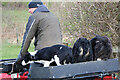 Farmer and Sheepdogs, New Galloway