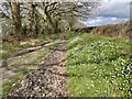 Track and footpath heading north into Poles Coppice