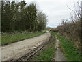 Snowdrops (1)  country  lane  out  of  Octon