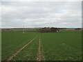 Tramlining  through  arable  crop  to  Willy  Howe  Farm