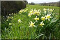 SO7024 : Wild daffodils by Philip Halling