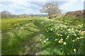 SO7024 : Daffodils and a footpath by Philip Halling