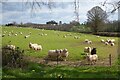 SO7024 : Sheep near Knappers Farm by Philip Halling