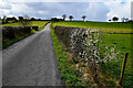 Thorn hedge along Claragh Road