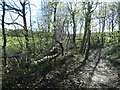 Fallen tree and public footpath, Totty Spring