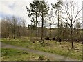 Law Hill Community Woodland