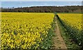 SE3413 : Large field of oil seed rape by Dave Pickersgill