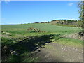 SE3115 : Cereal field and a hilltop plantation, Hollingthorpe by Christine Johnstone