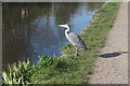 Heron, Grand Union Canal near bridge #203