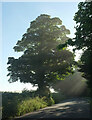 SX9067 : Tree, Kingskerswell Road by Derek Harper